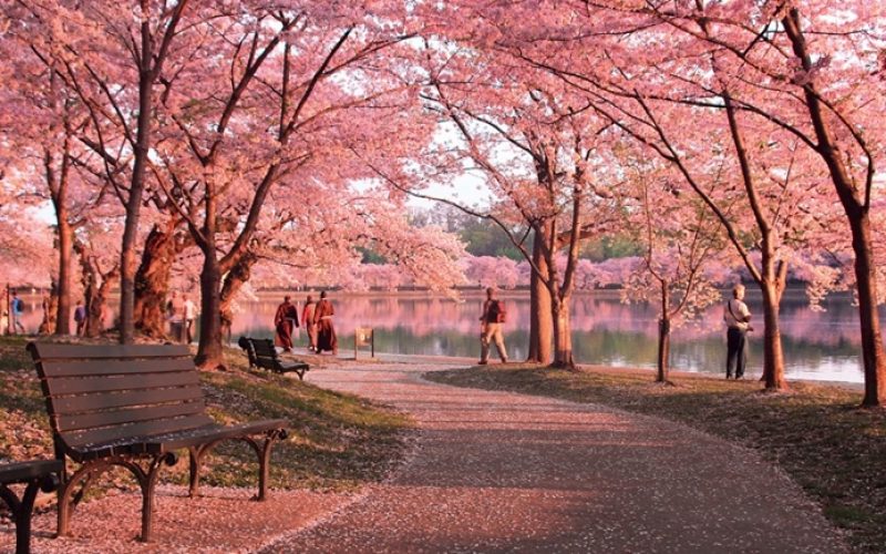 CherryBlossomPath